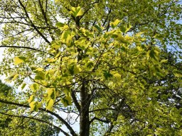 Liriodendron tulipifera aureomarginatum